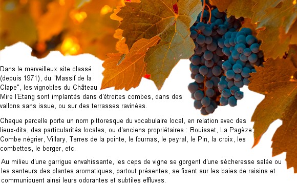 Grands vins de l'Aude